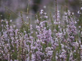 Helllila blühende Besenheide (Calluna vulgaris) 